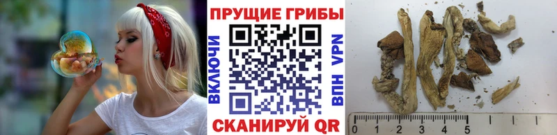Псилоцибиновые грибы Cubensis  где можно купить   Староминская 